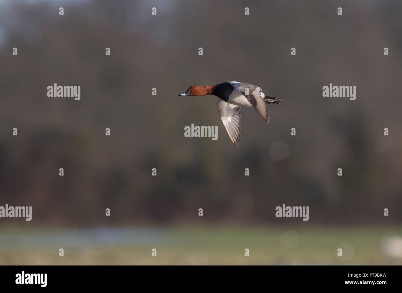 Wild UK comune pochard drake (Aythya ferina) isolato in volo midair sopra l'acqua. Maschio pochard anatra volare a sinistra in inverno sole, Regno Unito wetlands riserva. Foto Stock