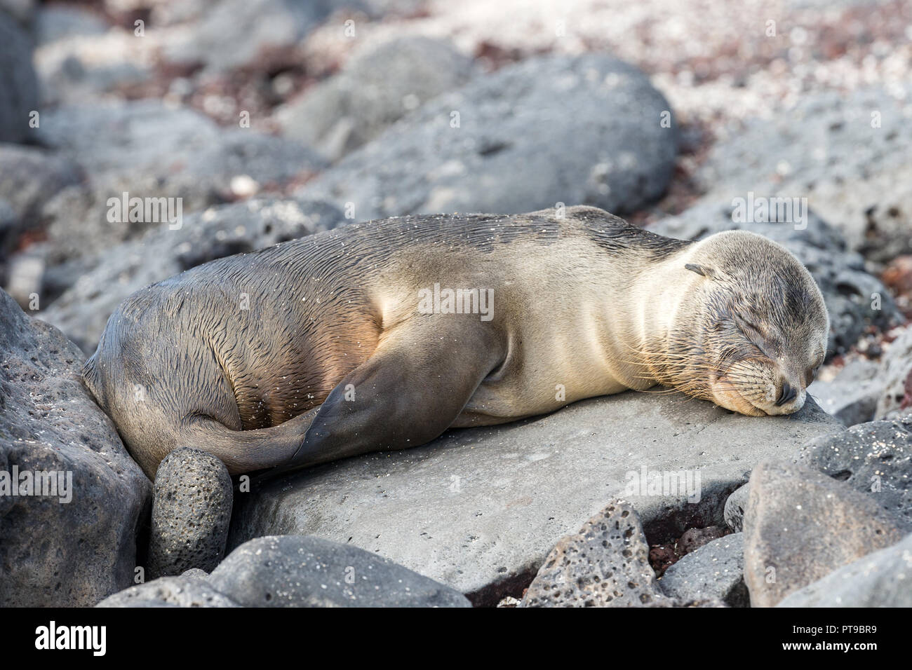 Sealion, Puerto Baquerizo Moreno, San Cristobal Island, isole Galapagos, Ecuador Foto Stock