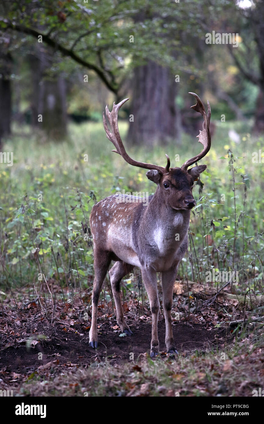 Stag Cervo in Phoenix Park Dublino Irlanda Foto Stock