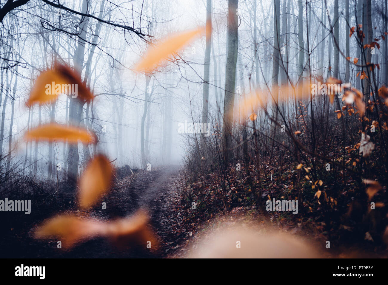 Vista attraverso un mistico cercando Bosco in autunno Foto Stock