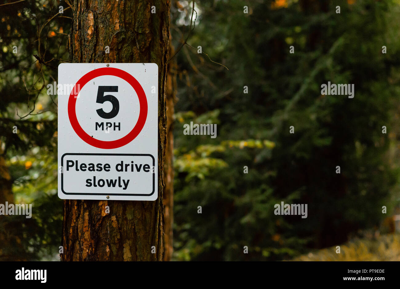 Rosso e bianco a 5 MPH si prega di guidare lentamente segno appeso a un albero in una foresta nel mezzo del Regno Unito su un giorno in autunno Foto Stock