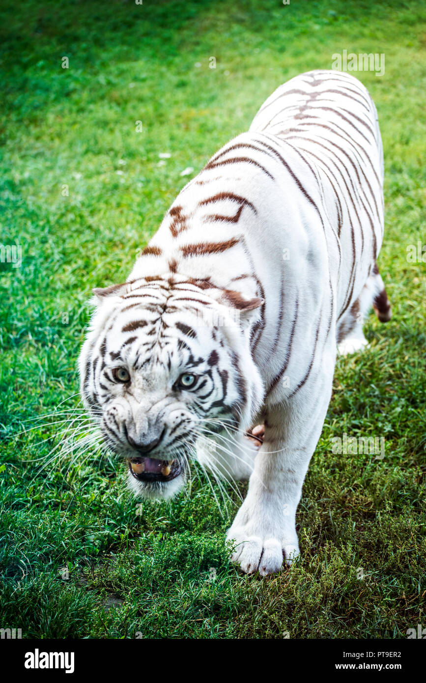 Corpo pieno di un arrabbiato bianco tigre ruggente sull'erba verde. Foto Stock