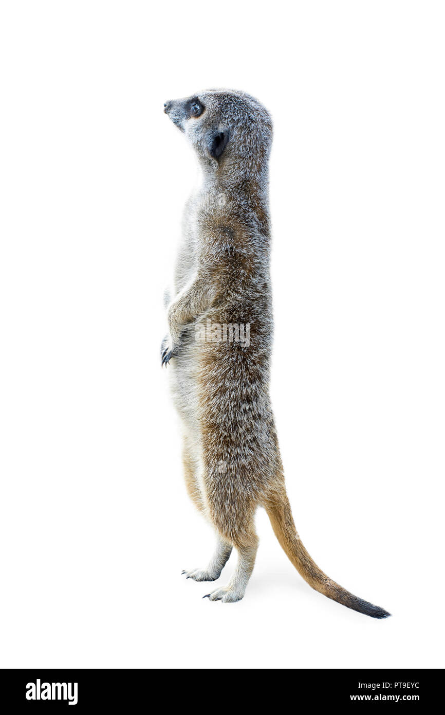 Ritratto di un meerkat upleft permanente e guardando alert isolati su sfondo bianco. Foto Stock