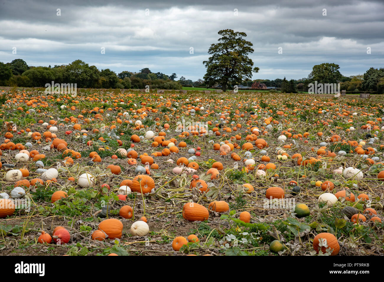 Quattro Croci, Welshpool, Powys, Wales, Regno Unito. 8 Ottobre, 2018. Zucche di Halloween pronti per la raccolta a quattro croci, Welshpool, Powys. Credito: John Eveson/Alamy Live News Foto Stock