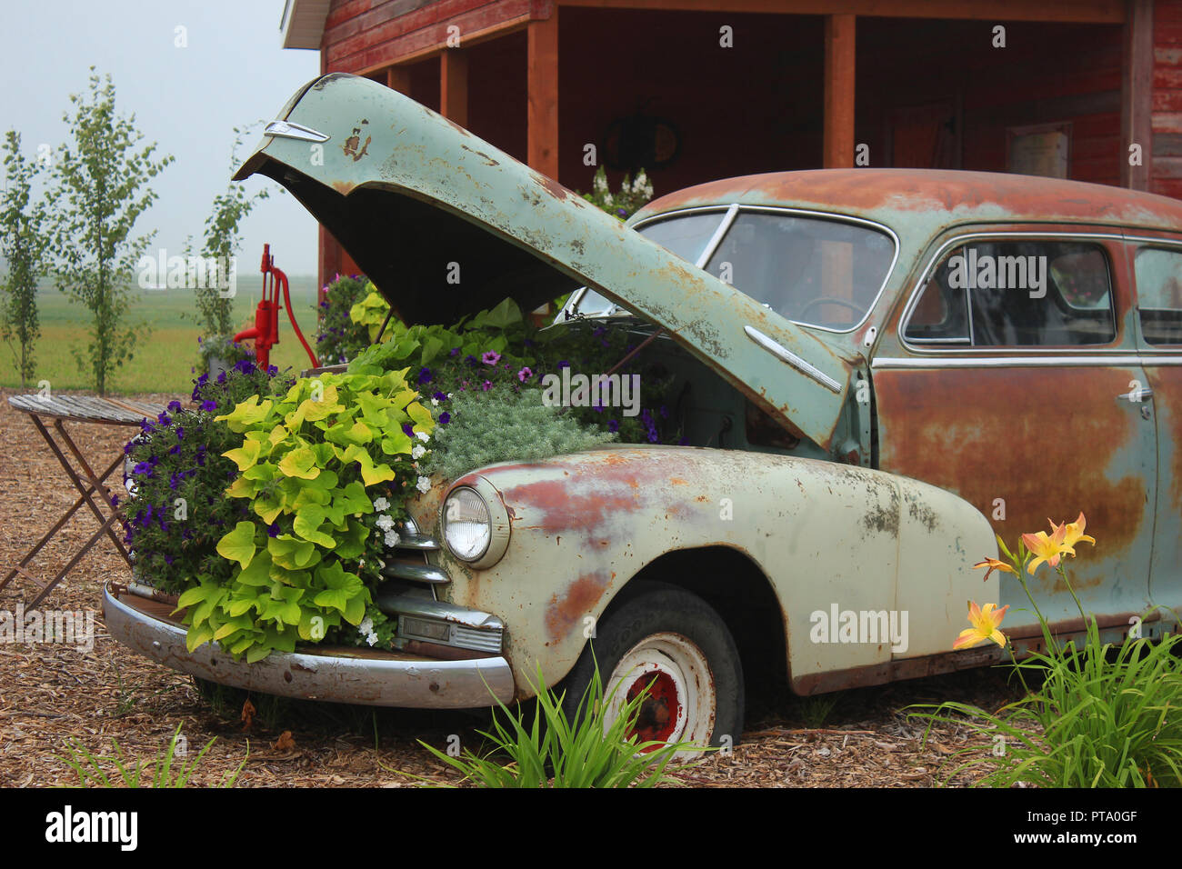 Una piantatrice creativa in un vintage automobile Foto Stock