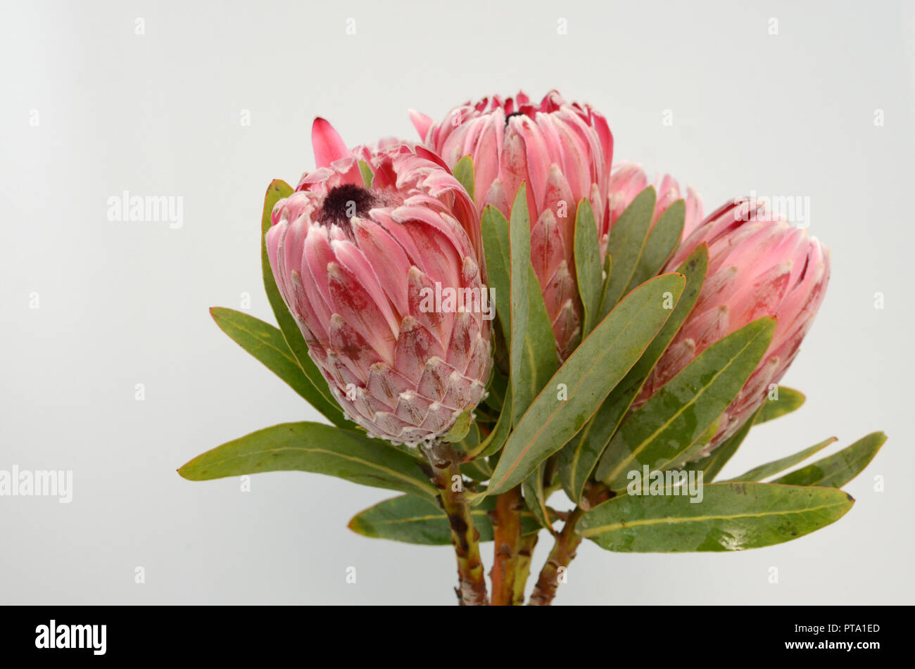 Re protea impianto per lo sfondo Foto Stock