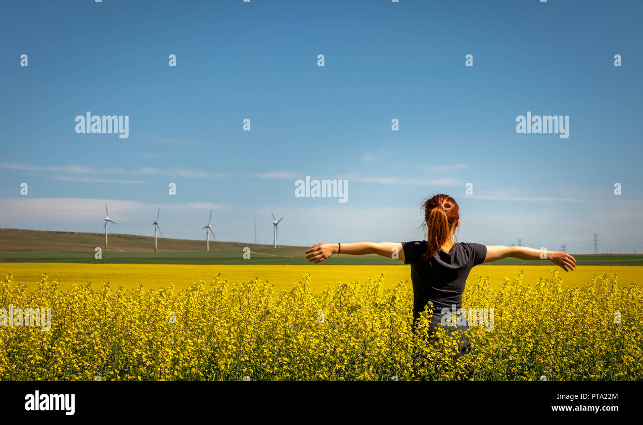 Campi gialli Foto Stock