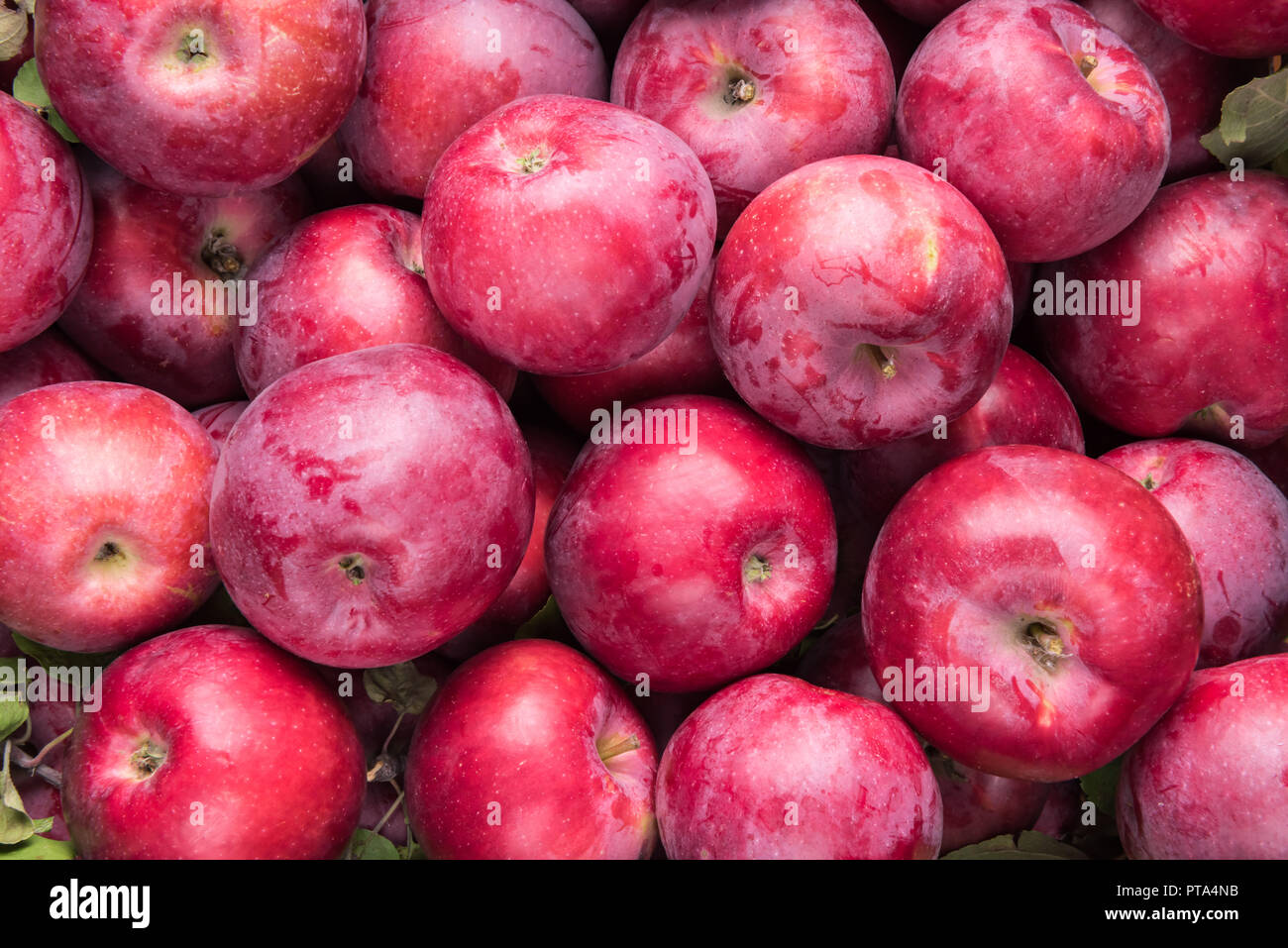 Vista da sopra su un sacco di appena raccolto rosso mele fresche con poche foglie. I frutti presentano ancora alcuni naturale grigio bluastro rivestimento sul loro bucce. Un sano Foto Stock