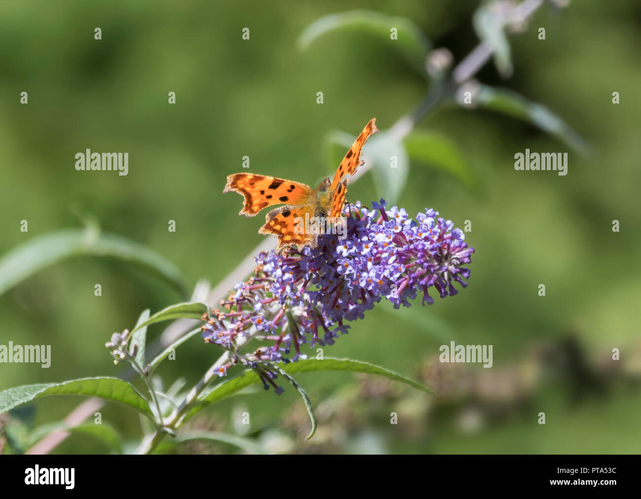 Plant In A Box - Buddleja Davidii Mix - 6 Diversi Cespugli Di Farfalle - Viola, Lilla, Bianco - Foto 8