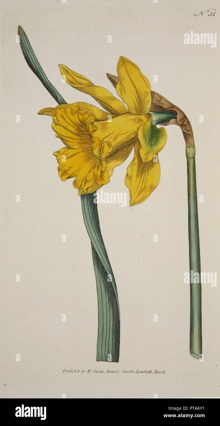 Narcissus principali (Grande Daffodil), pub. 1793 (colorata a mano incisione). Creatore: Scuola di inglese (XVIII secolo). Foto Stock