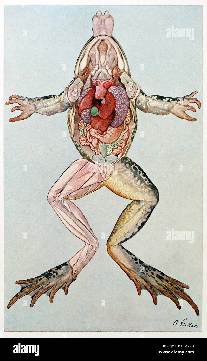 Anatomica in sezione trasversale di una rana femal, da Brehms Tierleben, pub. 1860's. Creatore: Scuola Tedesca (XIX secolo). Foto Stock