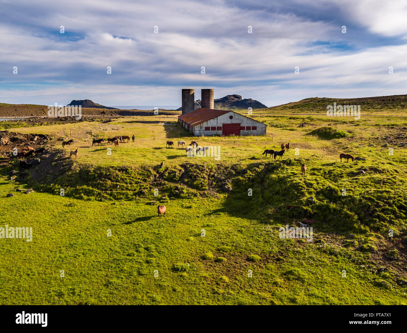 Cavalli, area geotermica, Krysuvik Islanda Foto Stock