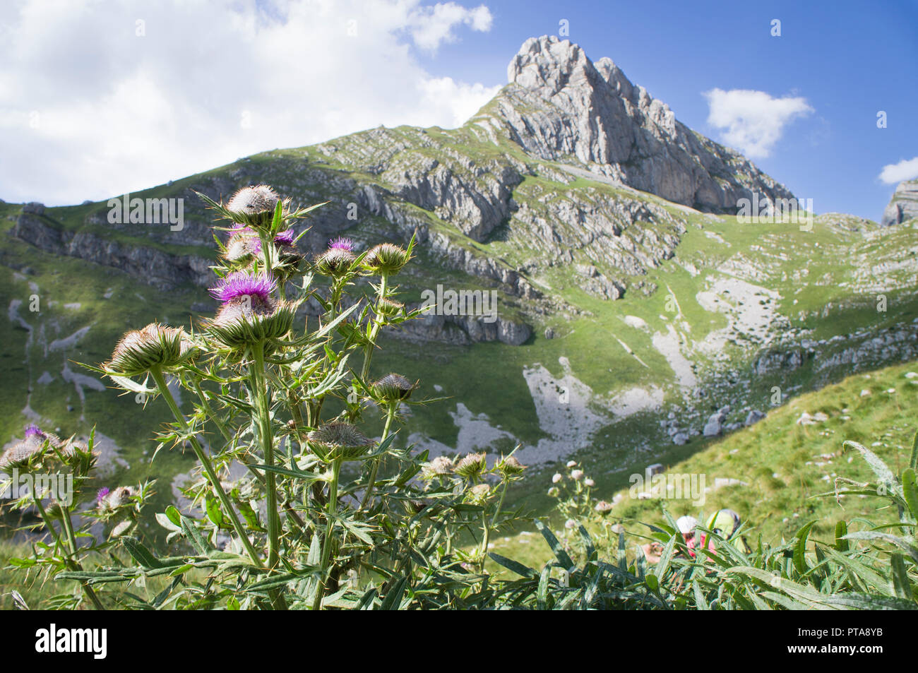 Le montagne del Durmitor è un massiccio nel nord-ovest del Montenegro, una parte delle Alpi dinariche. Bobotov Kuk, il picco più alto di esso, raggiunge un altezza di 2, Foto Stock