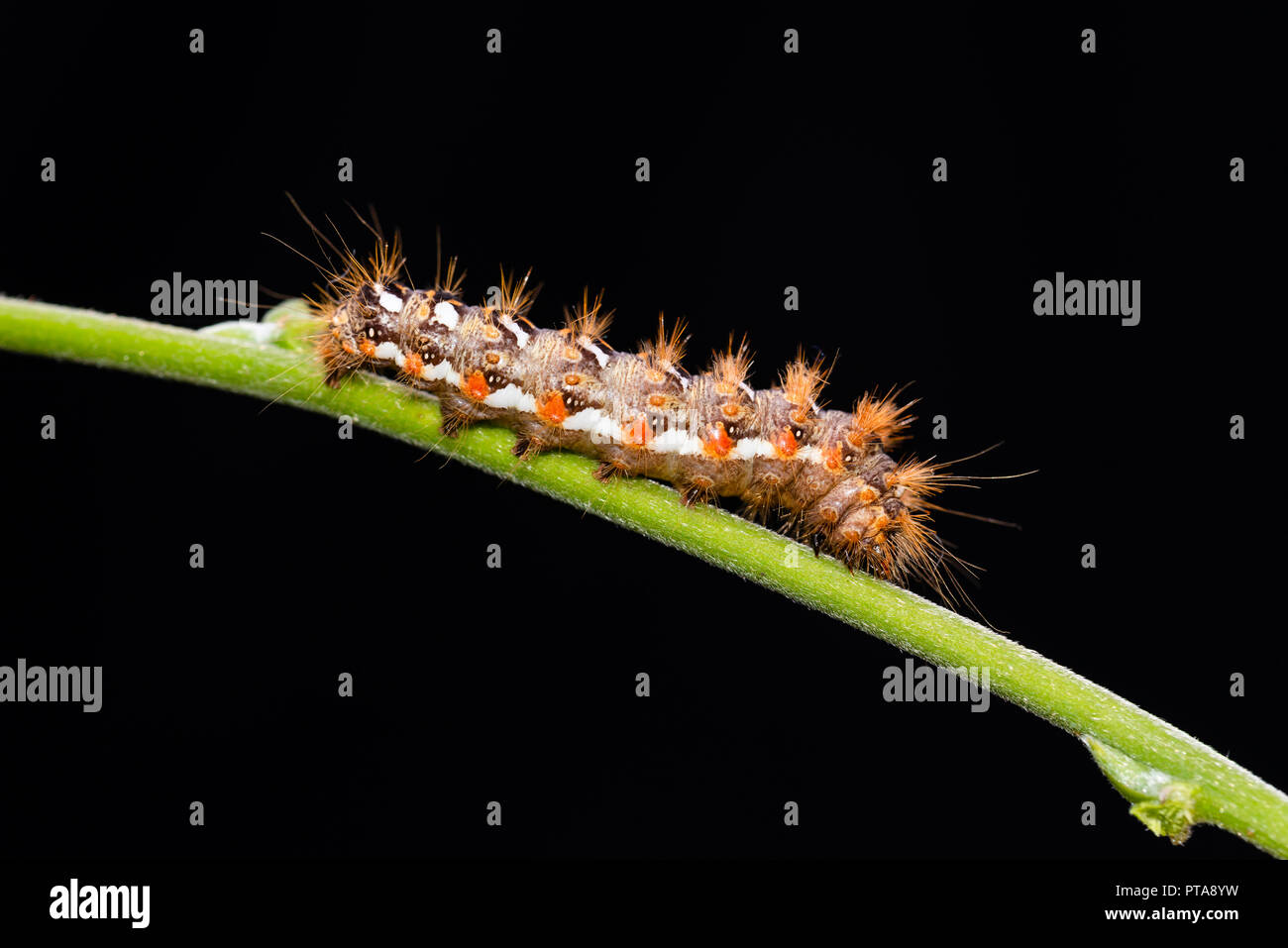 La foto in orizzontale con una bella pelliccia caterpillar. Insetto è collocato sul gambo verde. Lo sfondo è nero. Bug ha i capelli lunghi e macchie di colore con nero, bianco Foto Stock