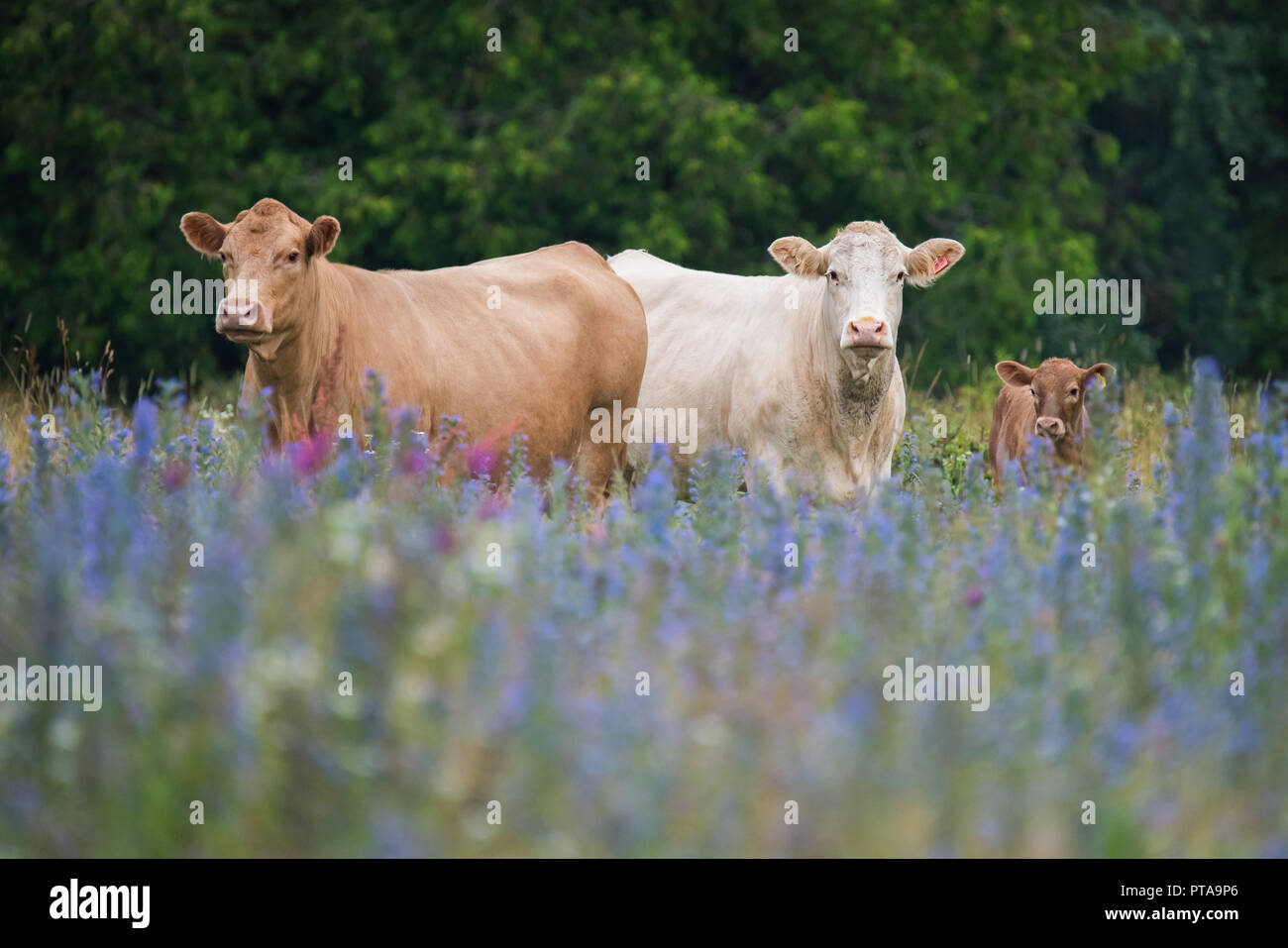 Una famiglia di vacche in un campo di mucca veccia a Carden Alvar Parco Provinciale in Kawartha Lakes Regione dell'Ontario, Canada. Foto Stock