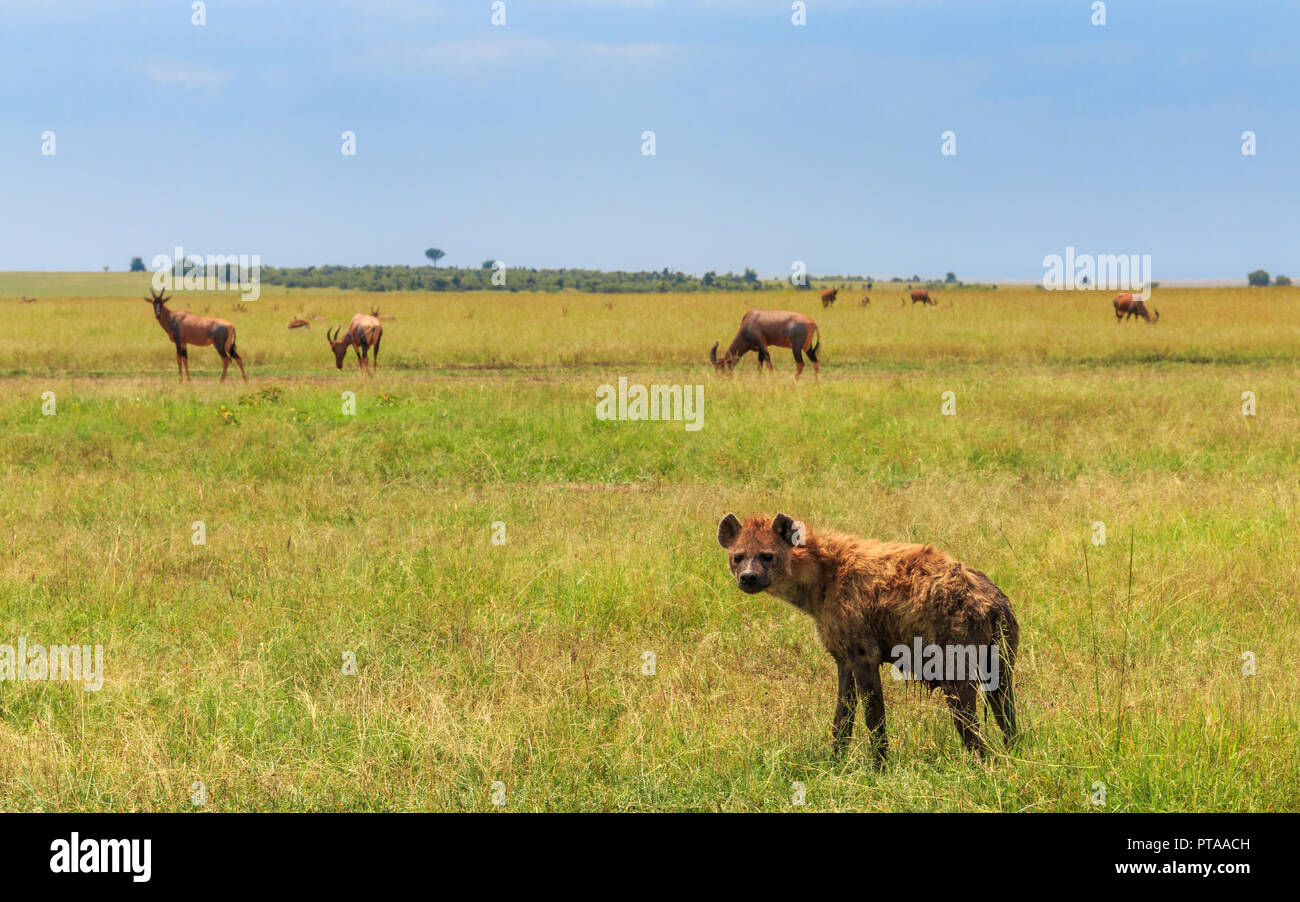 La iena con animali in background rivolto verso la telecamera Foto Stock