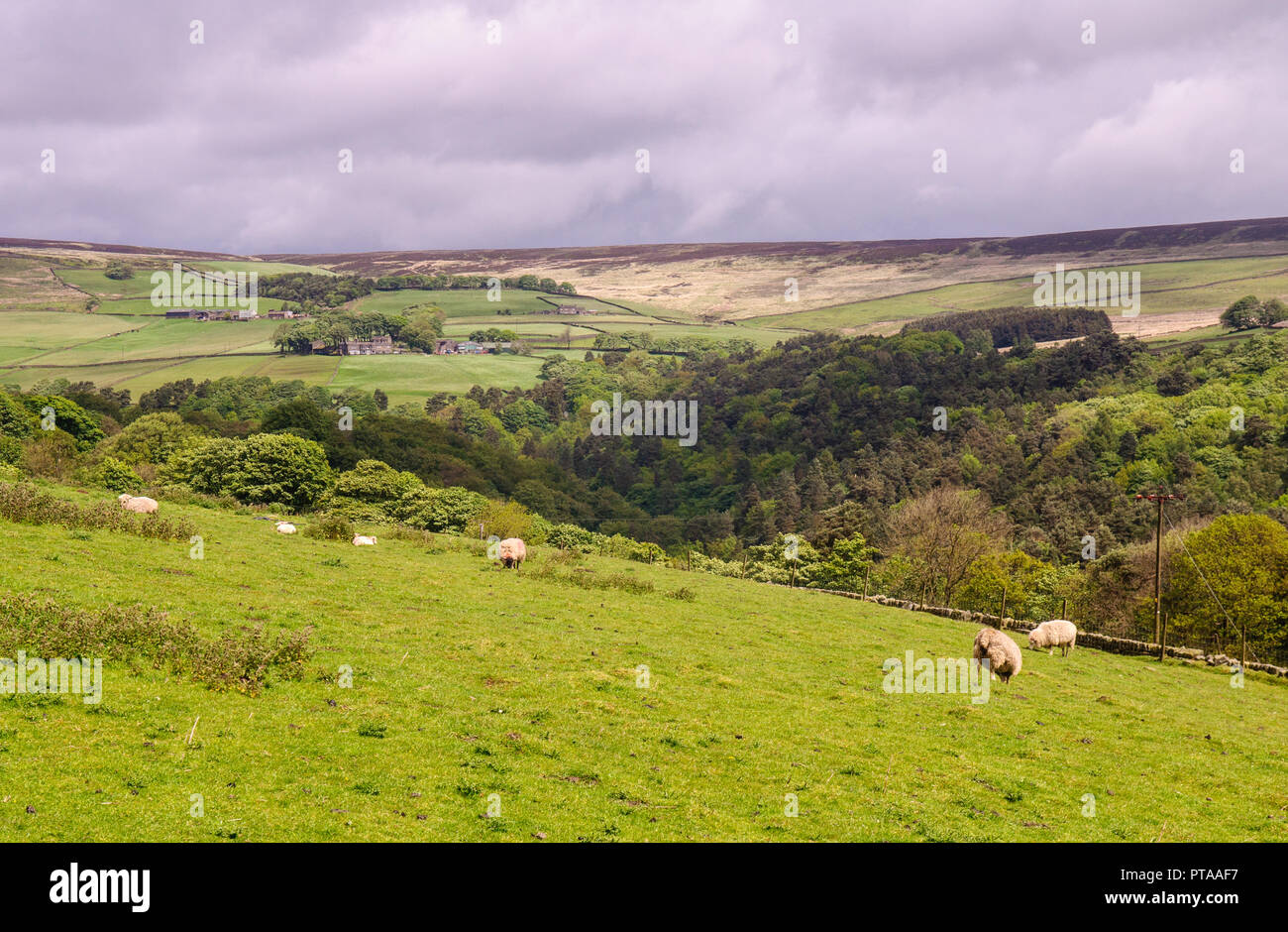 Campi agricoli e brughiera sopra Heptonstall nel sud Pennines uplands regione dell'Inghilterra. Foto Stock