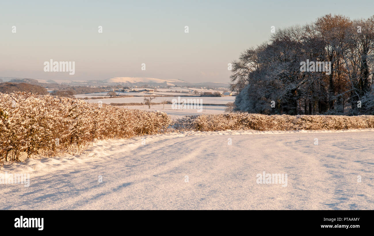 In inverno la neve si trova spesso sui campi di fattoria tradizionale e bosco ceduo nel Dorset rurali della Backmore Vale distretto. Foto Stock