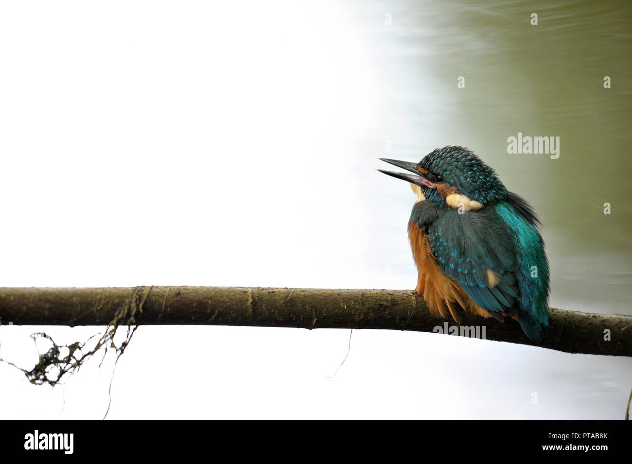 Un kingfisher è seduta su un ramo (Germania). Ein Eisvogel sitzt auf einem Ast (Deutschland). Foto Stock