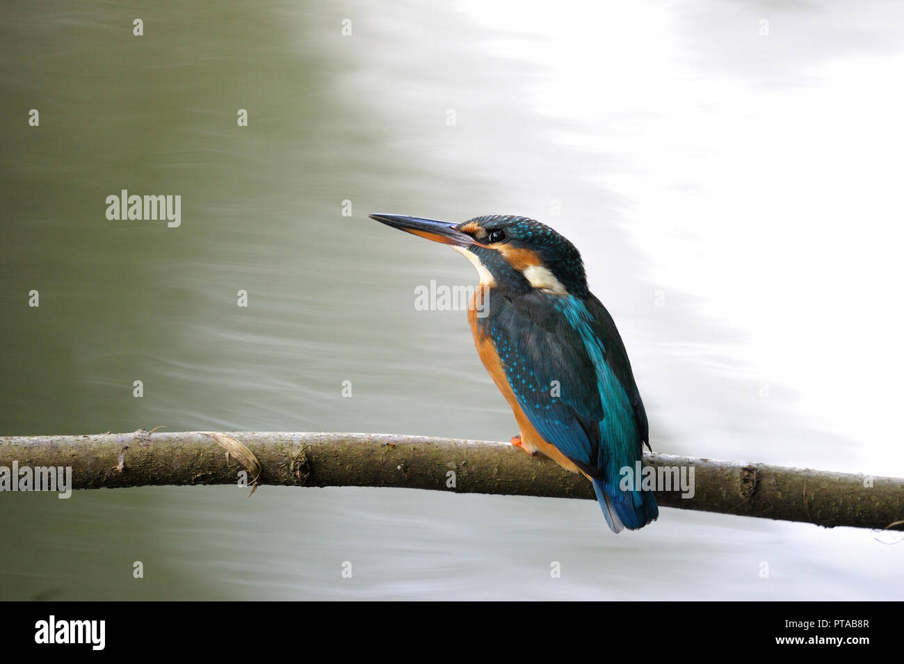 Un kingfisher è seduta su un ramo (Germania). Ein Eisvogel sitzt auf einem Ast (Deutschland). Foto Stock