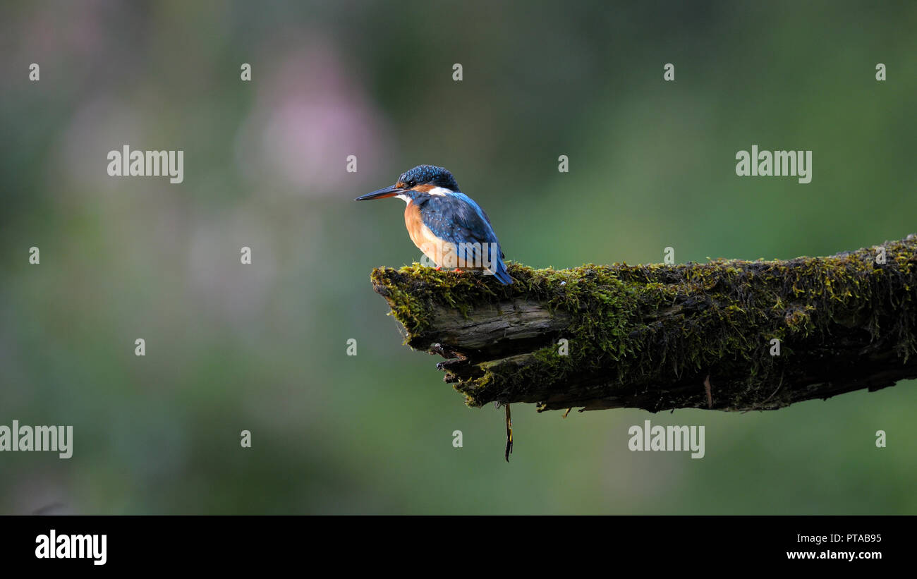 Un kingfisher è seduta su un ramo (Germania). Ein Eisvogel sitzt auf einem Ast (Deutschland). Foto Stock