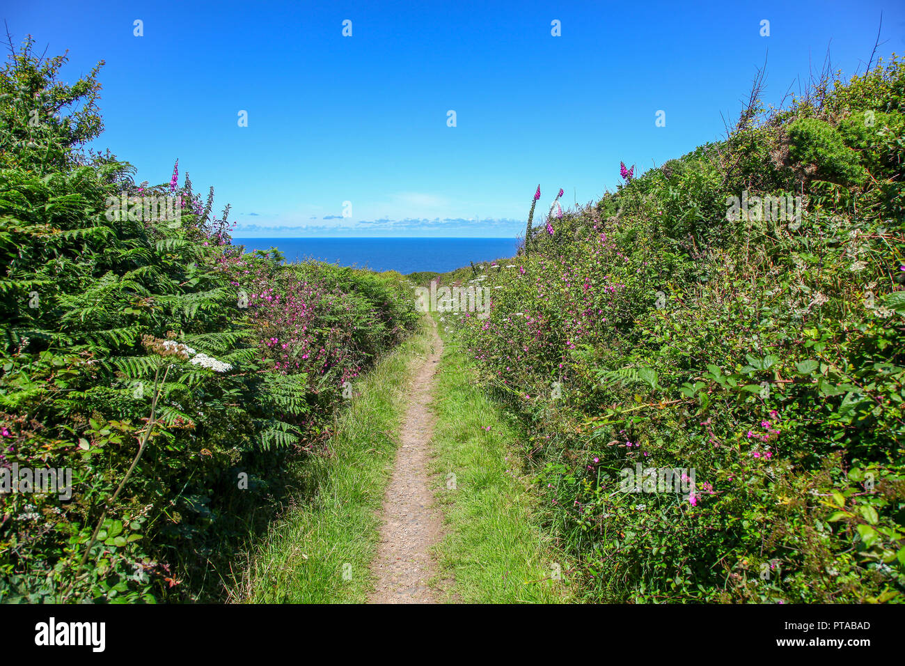 Un sentiero a Hellesveor Cliff, vicino a St. Ives, Cornwall, Regno Unito Foto Stock