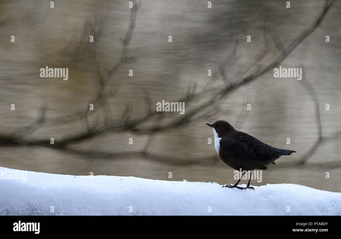 Un bilanciere su una coperta di neve albero e sta guardando l'ambiente (Germania). Eine Wasseramsel beobachtet die Umgebung (Deutschland). Foto Stock