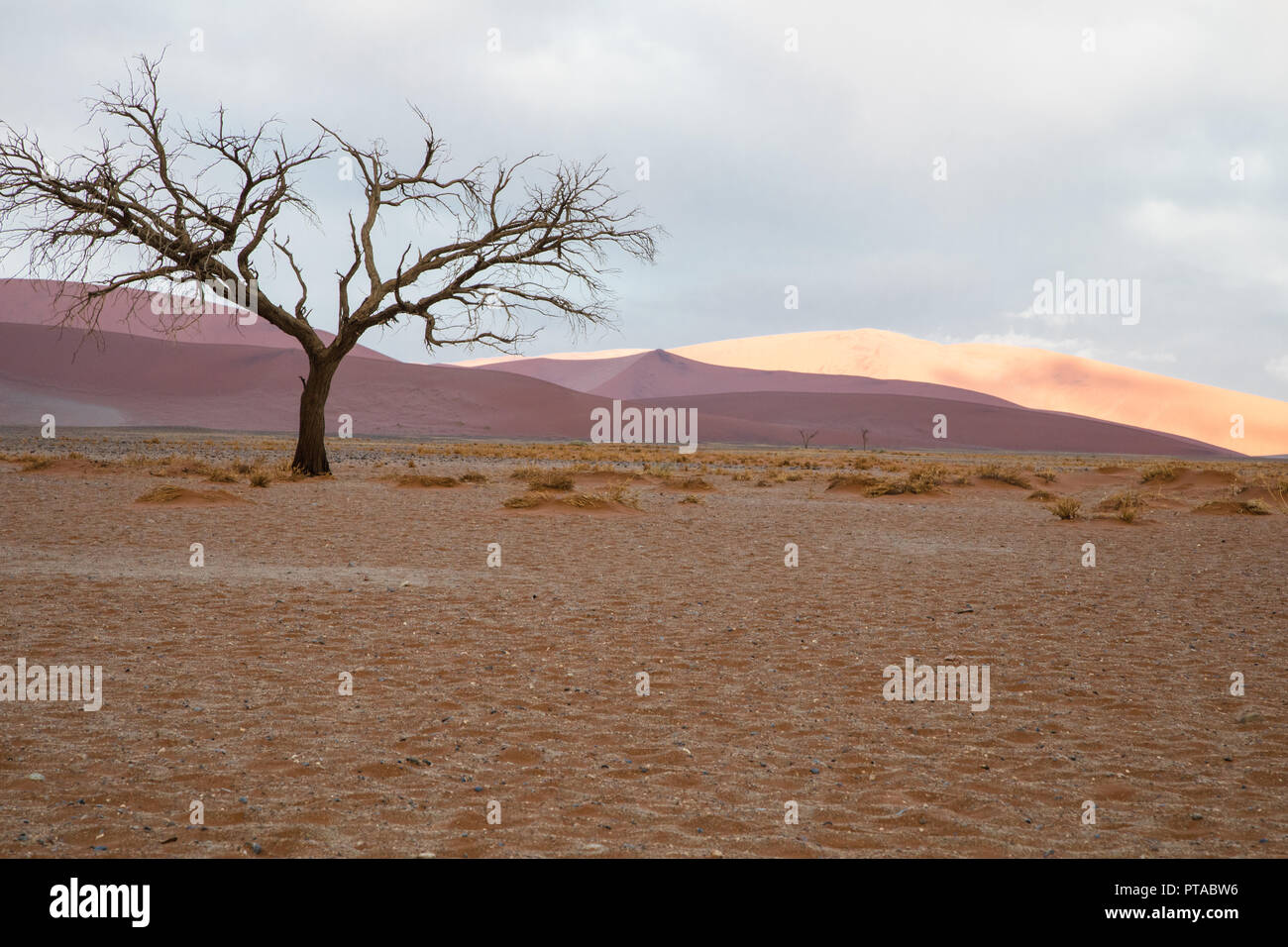 Sunrise in Sossusvlei, Namibia. Albero sterile contro viola e dune dorate. Foto Stock