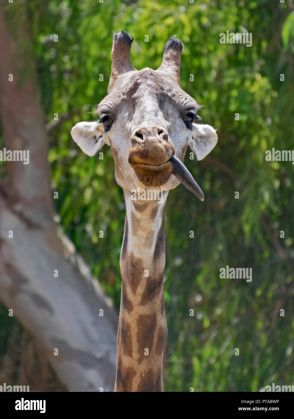 Un divertente silly capretti giraffe inceppata la lingua fuori nella savana e presentano al zoo di Gerusalemme Foto Stock