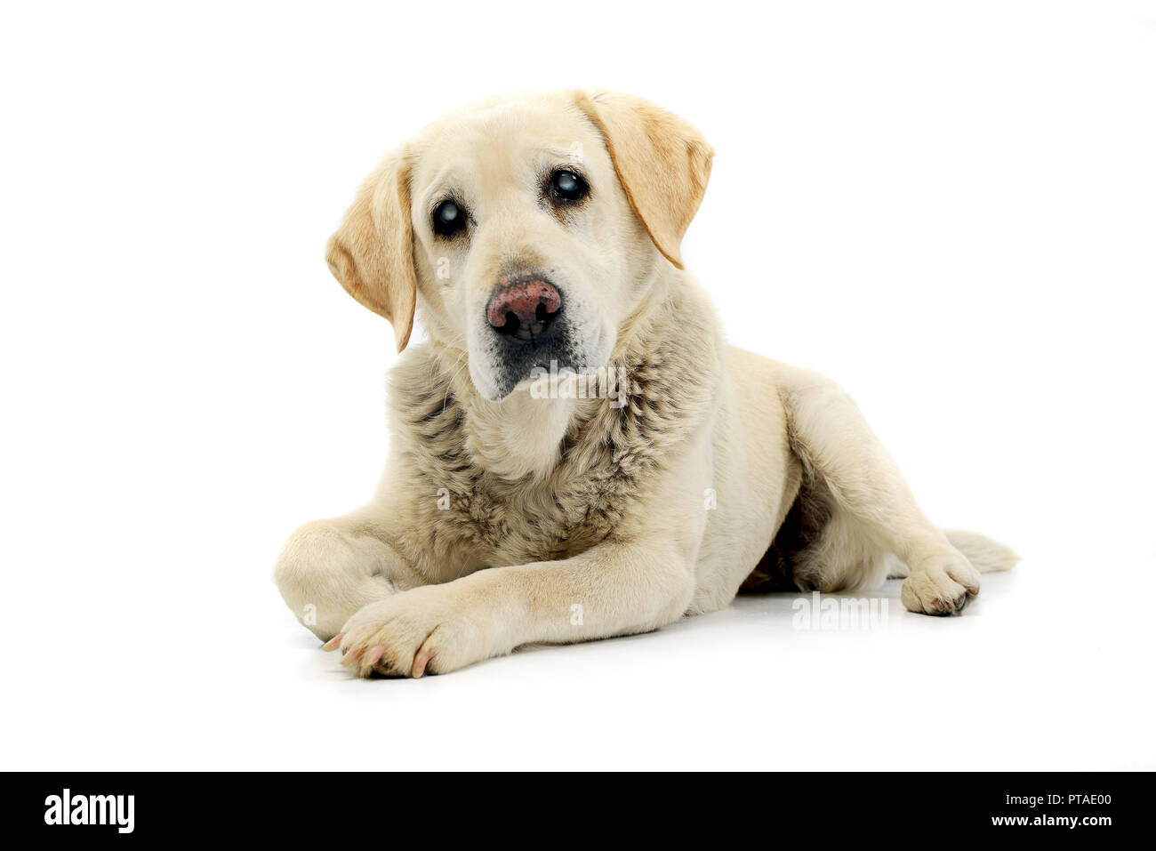 Studio shot di un cieco adorabile Labrador retriever giacente su sfondo bianco. Foto Stock