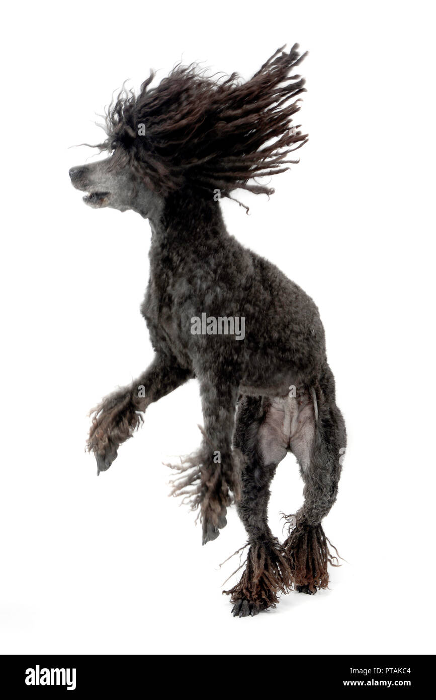 Un adorabile Puli in piedi su due gambe, studio shot, isolato su bianco. Foto Stock