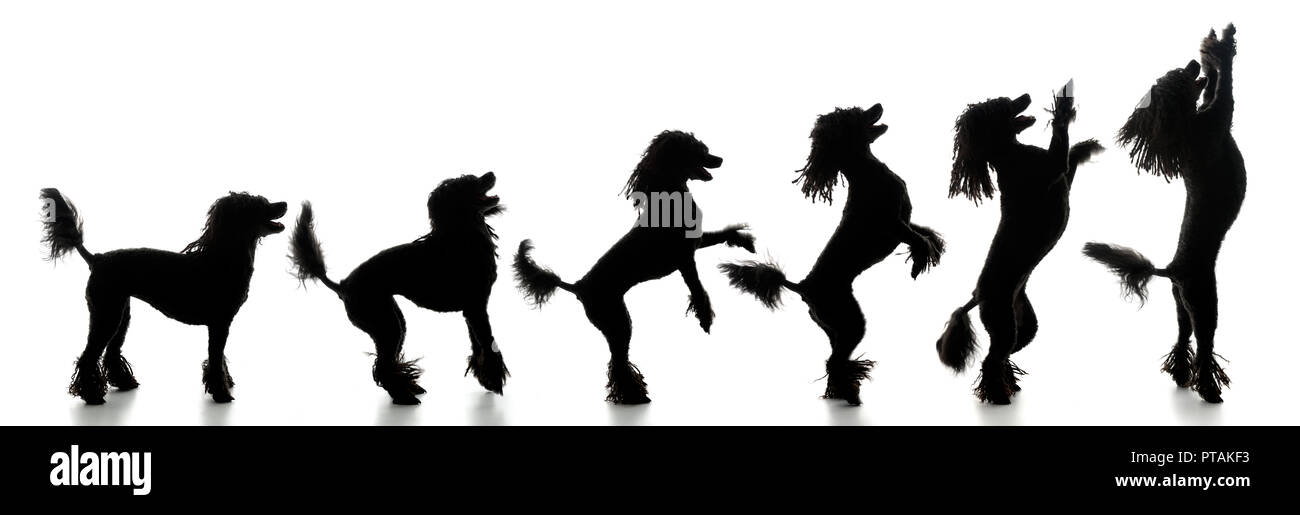 Evoluzione di puli, silhouette, isolato su bianco. Foto Stock