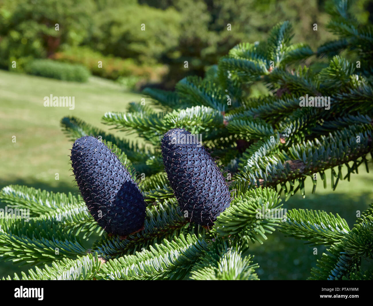 Coni Fir del Delavays Fir, Abies delavayi eretti sui rami degli alberi presso il St Andrews Botanic Gardens in Fife, Scozia. Foto Stock