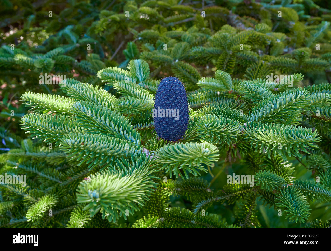 Un Fir Conesof il Delavays Fir, Abies delavayi eretti sui rami degli alberi presso il St Andrews Botanic Gardens in Fife, Scozia. Foto Stock