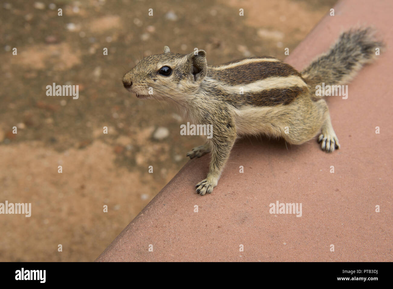 Curioso scoiattolo in India Foto Stock