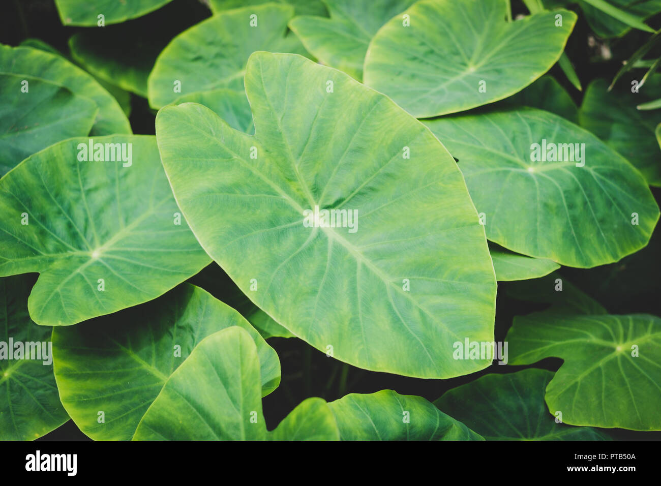 Impianto di enormi foglie closeup, piante tropicali foglie - macro Foto Stock