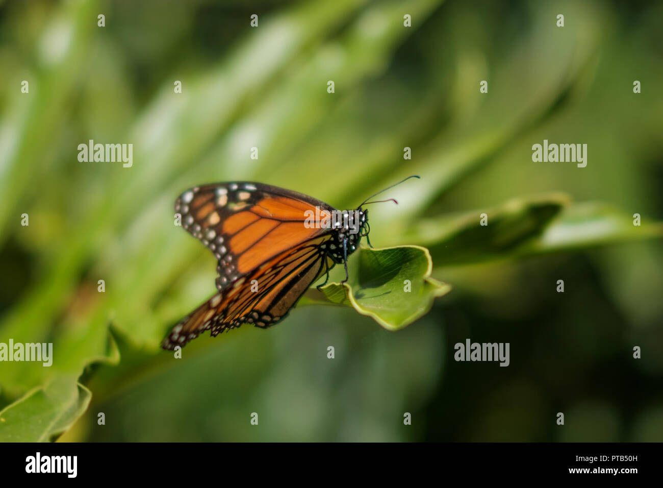 Farfalla in natura closeup, farfalla monarca - Foto Stock