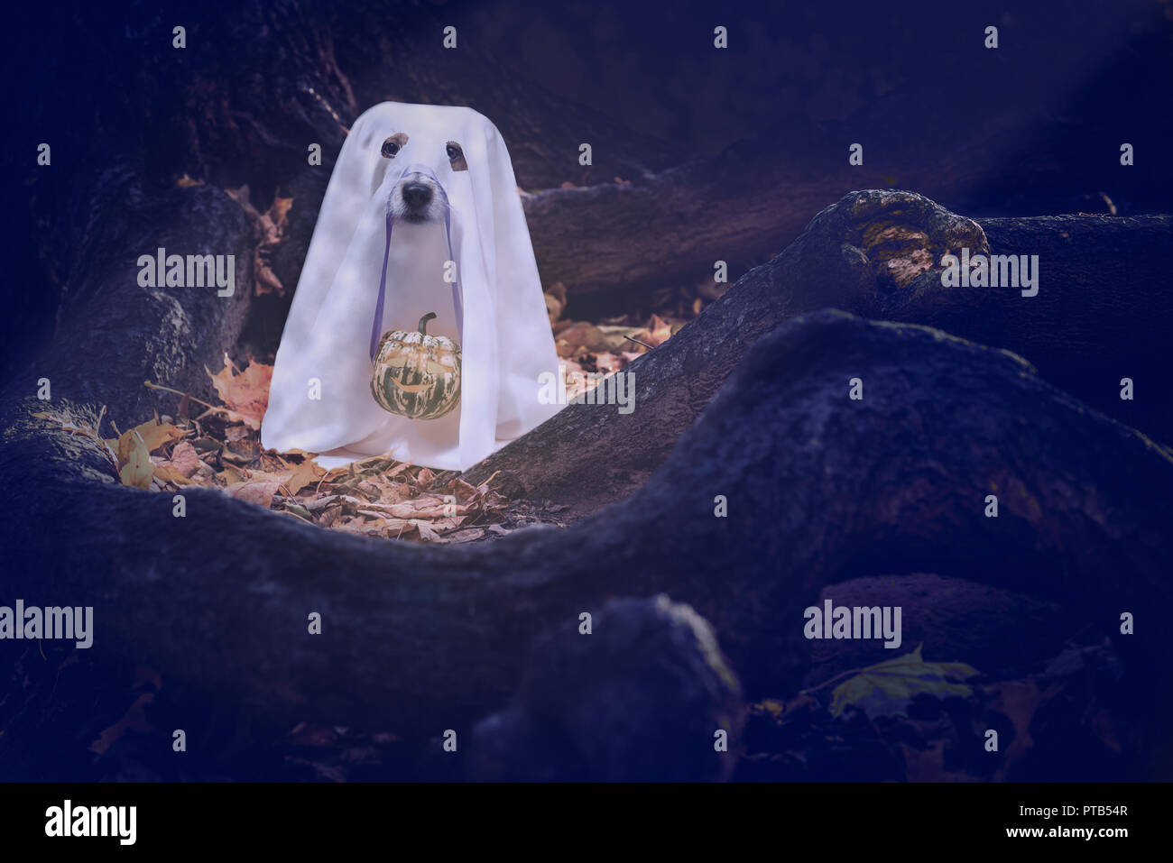 Cane sotto coltre bianca costume di carino azienda fantasma halloween jack-o-lantern zucca scolpita sul naso Foto Stock