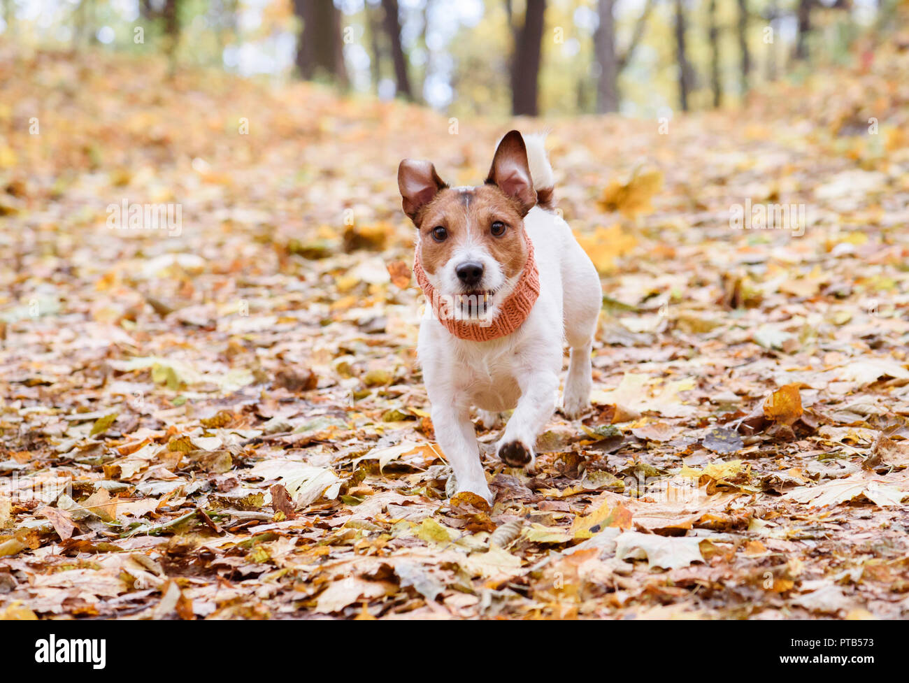 Cane che corre giù per la collina da autunno strada coperta di foglie cadute, Foto Stock