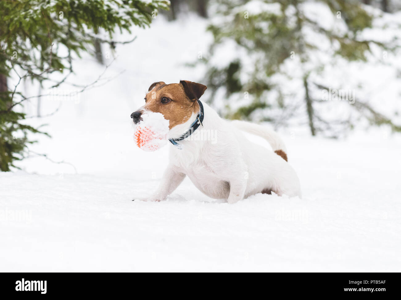 Divertimento invernale con il cane a natura selvaggia woodland Foto Stock