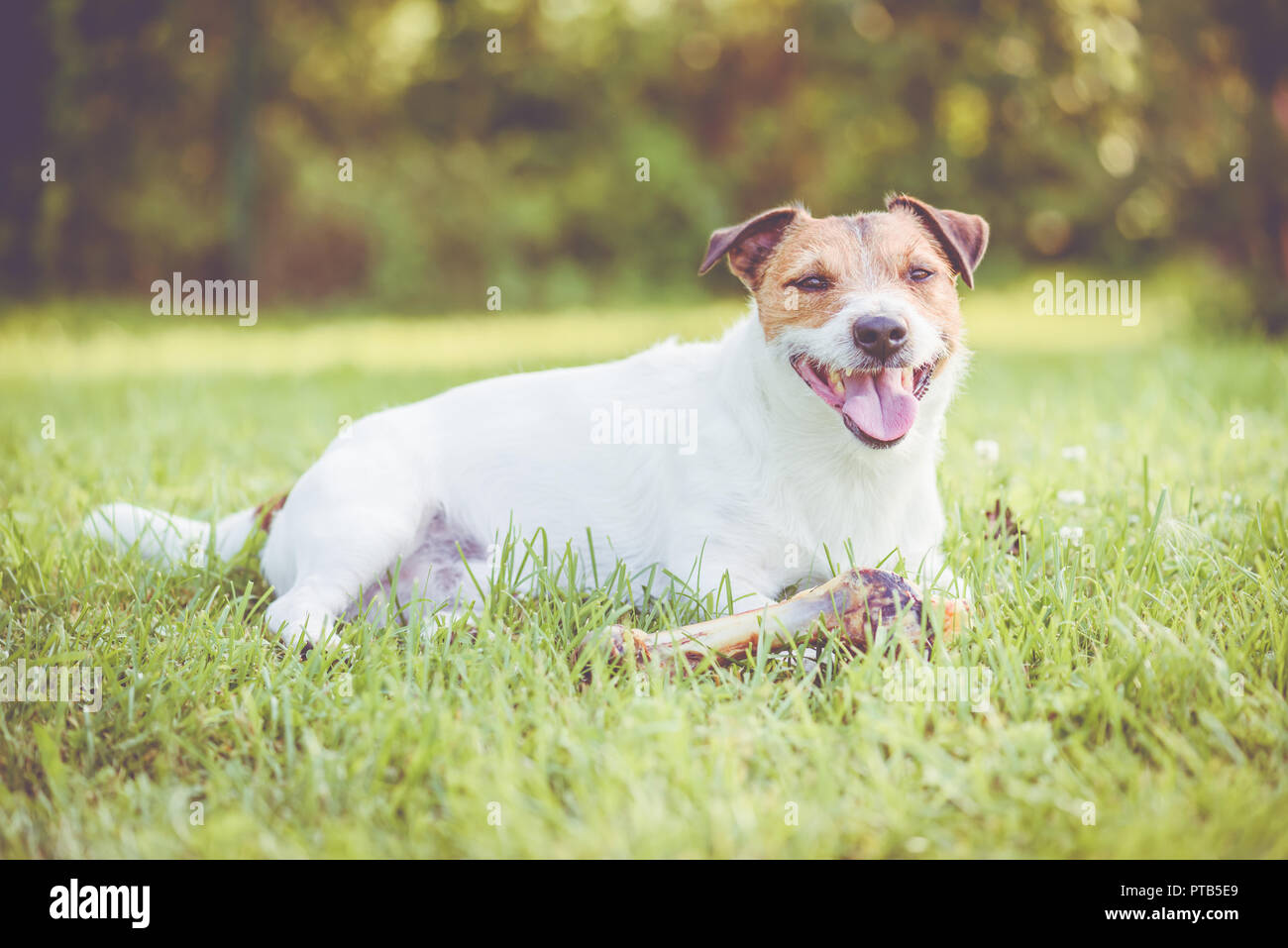Happy dog con grande osso di prosciutto per lavori pesanti di masticatori e cura dentale Foto Stock