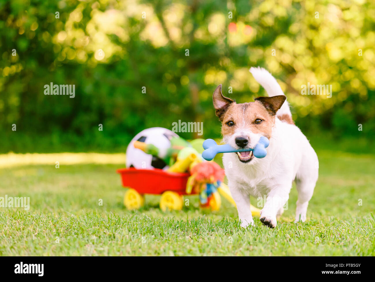 Happy dog giocando a piedi all'aperto con osso di gomma accanto al carrello pieno di doggy giocattoli e sfere Foto Stock