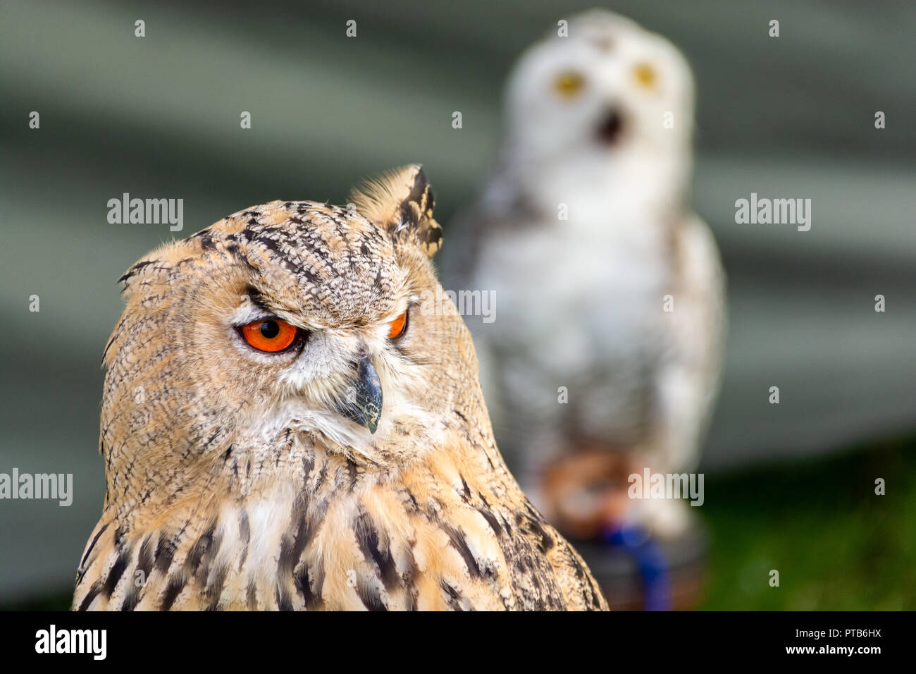 Owl close up - Il grande gufo cornuto è generalmente colorati per il camuffamento Foto Stock