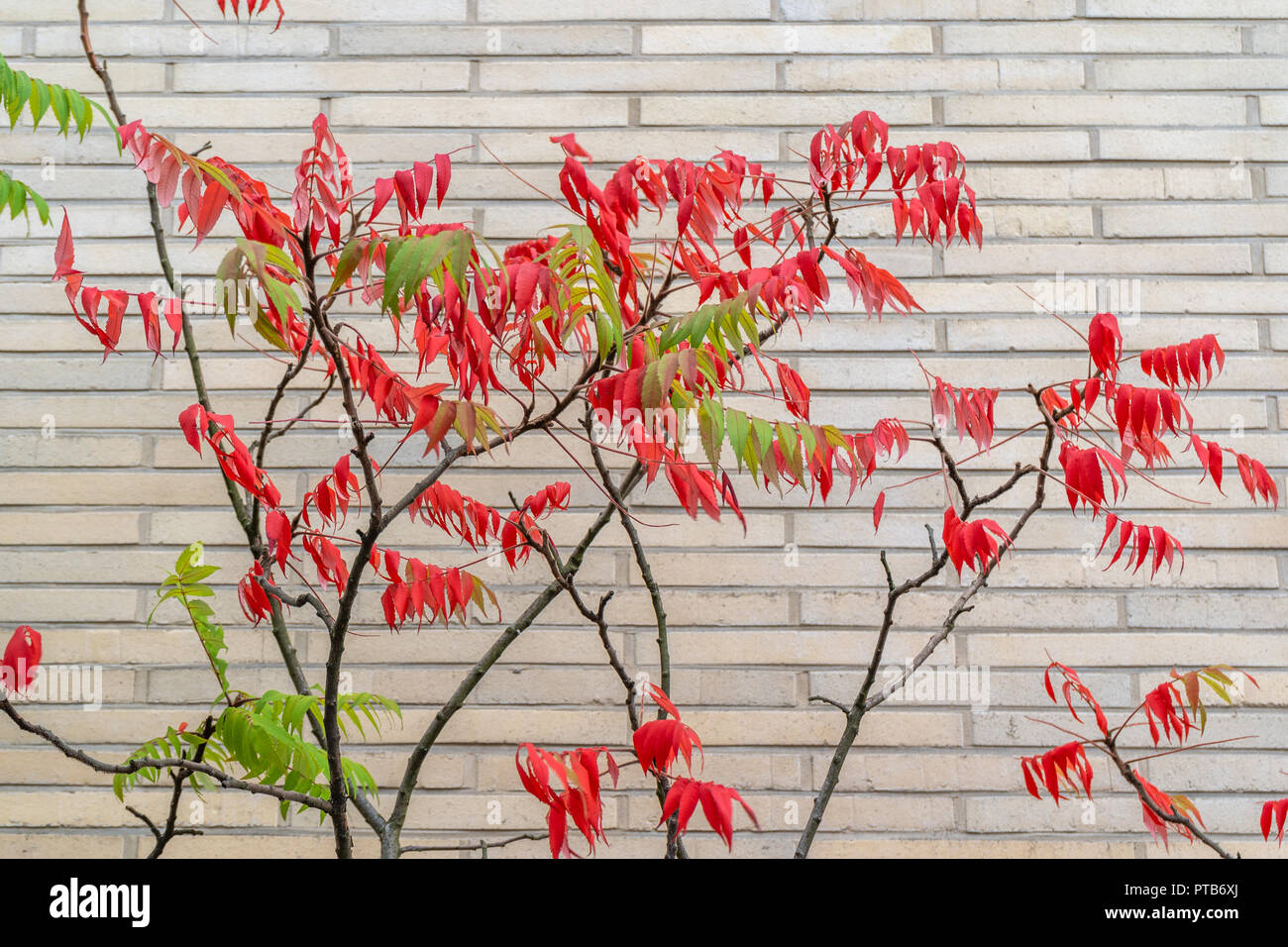 Vista laterale di albero con sia il rosso e il verde delle foglie sul davanti del bianco muro di mattoni. Include lo spazio di copia. Foto Stock