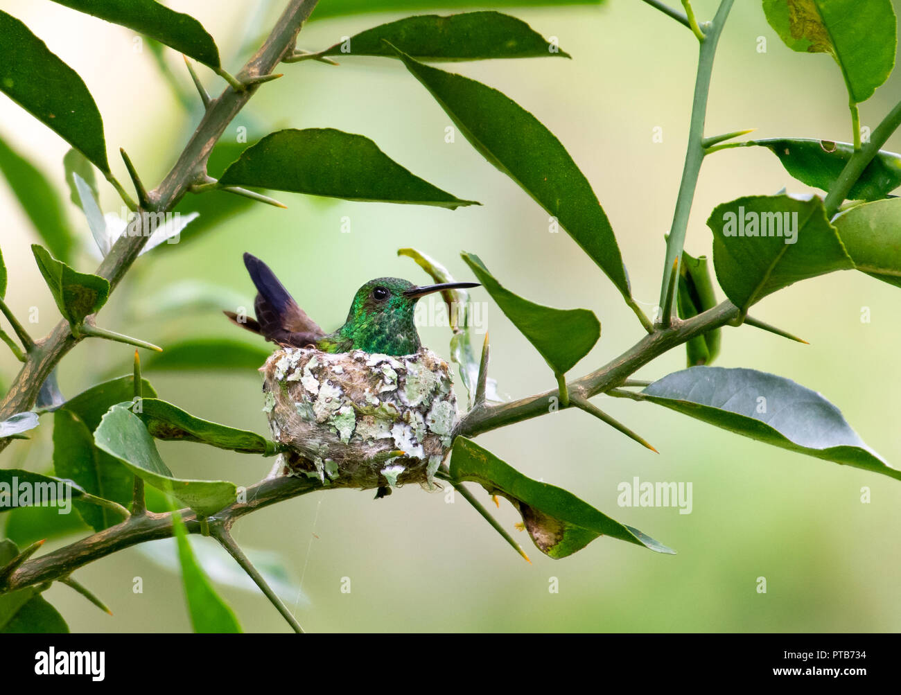 Fesa di rame Hummingbird posa su uova nel nido. Foto Stock