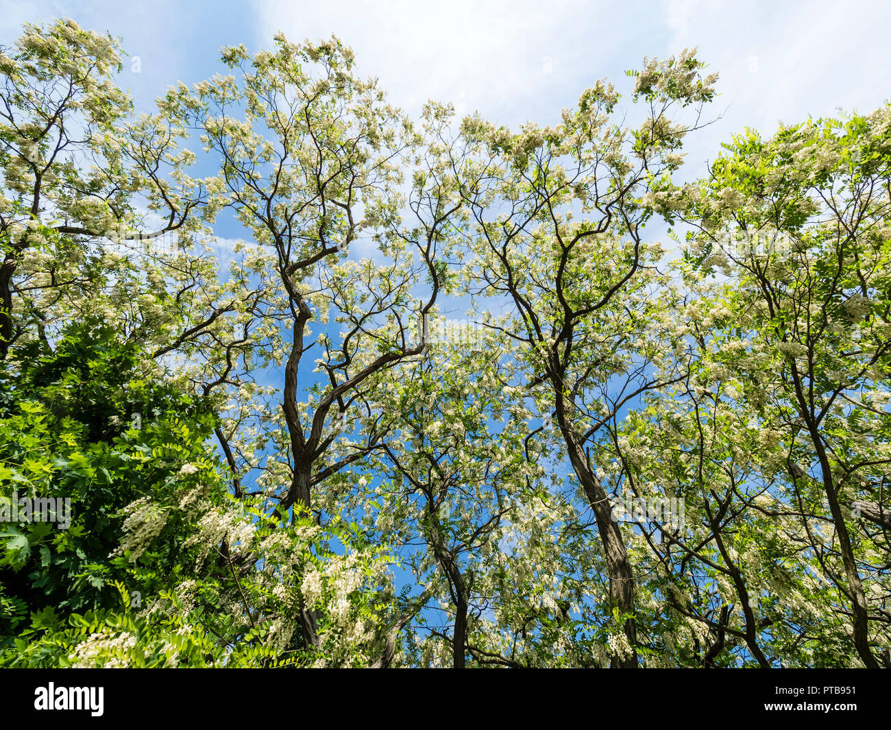 Blomstering Robinia tree, Robinia pseudoacacia, robinie, al lago "Plauer See', Brandeburgo, Germania Foto Stock