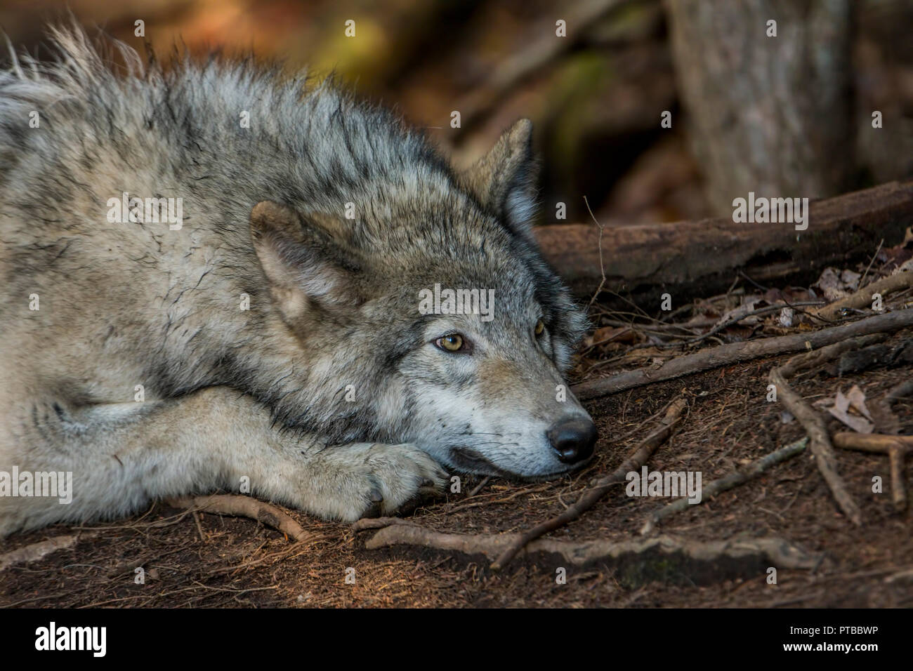 Legname lupo sdraiato con la testa tra le loro gambe. Foto Stock