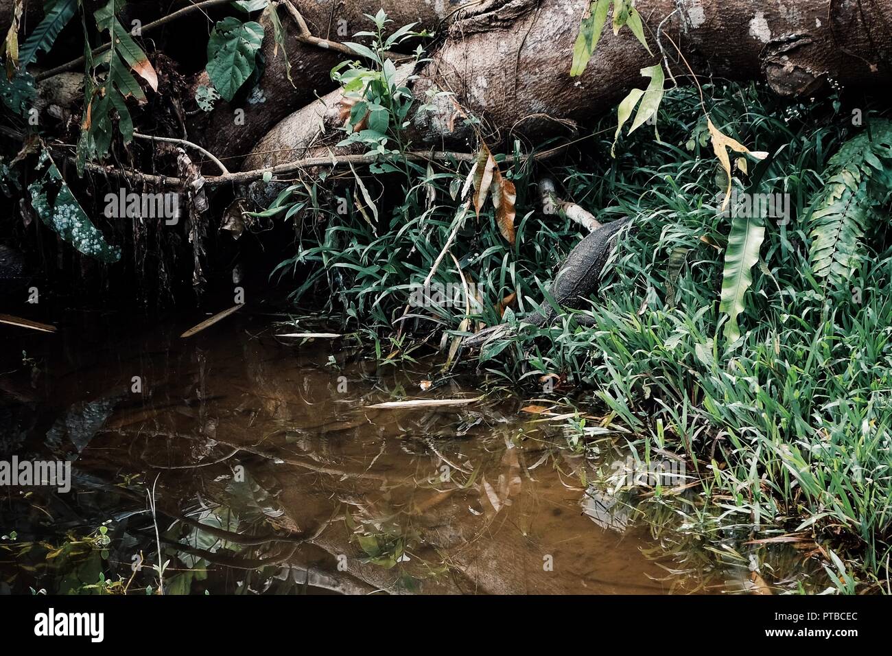 Varanus salvator alias asian monitor acqua lizard inserendo un piccolo ruscello in mezzo alla foresta pluviale borneo Foto Stock