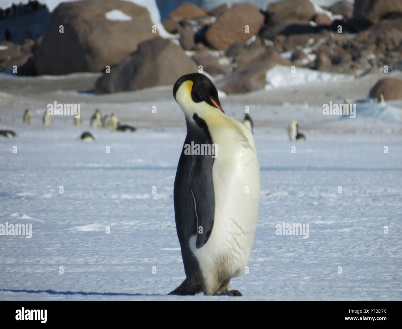 Pulcini Del Pinguino Di Imperatore In Antartide Fotografia Stock Pulcini Del Pinguino Di Imperatore Antartide Image92287610