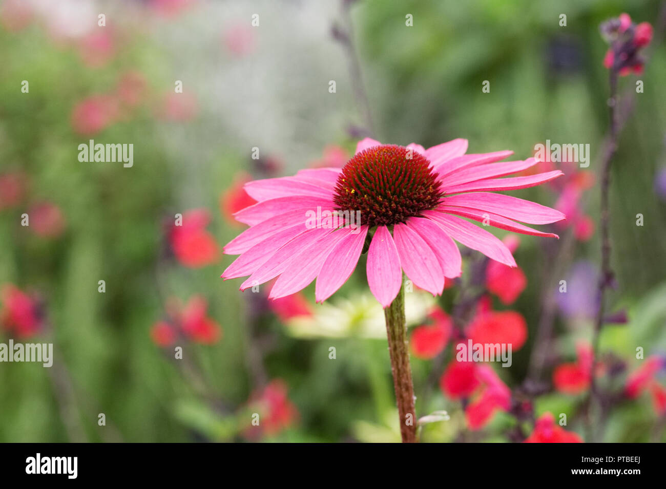 Echinacea purpurea e Salvia fiori. Foto Stock
